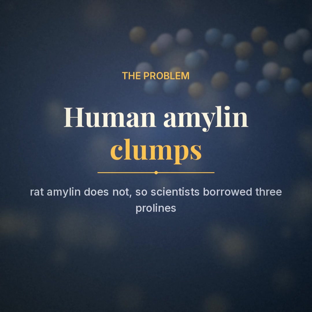 Explainer: human amylin clumps; three prolines borrowed from rat amylin made pramlintide